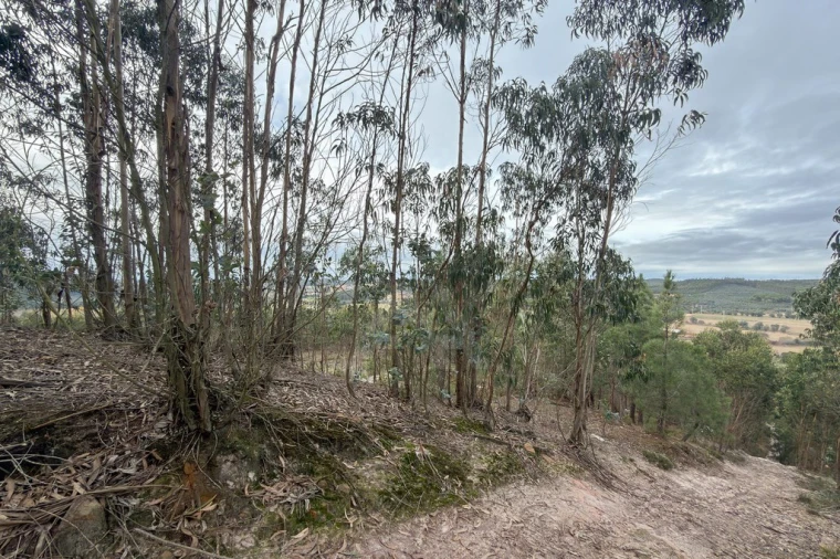 Terreno para Venda em Ramalhal Foto 19