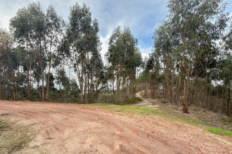 Terreno para Venda em Ramalhal Foto 2