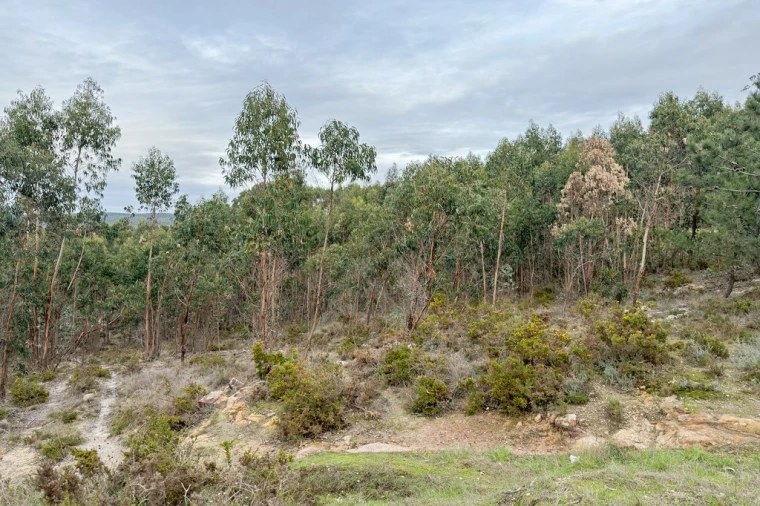 Terreno para Venda em Ramalhal Foto 26