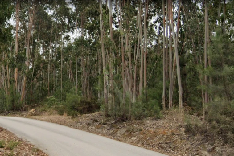 Terreno para Venda em Ramalhal Foto 14