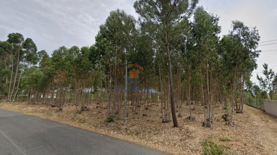 Terreno para Venda em Ereira e Lapa Foto 2