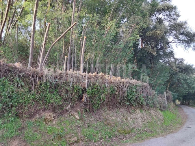 Terreno para Venda em Carreiras (São Miguel) e Carreiras (Santiago) Foto 4