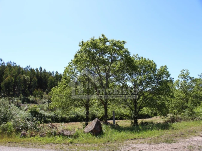 Terreno para Venda em Figueiró dos Vinhos e Bairradas Foto 21