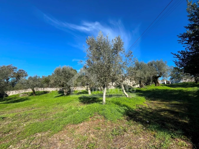 Terreno para Venda em Ansião Foto 9