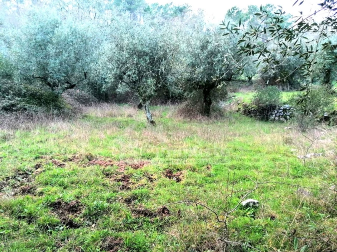 Terreno para Venda em Ansião
