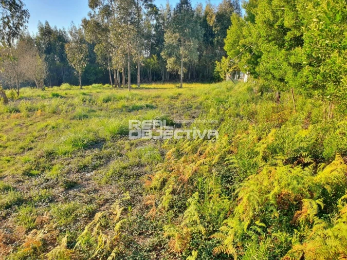 Terreno para Venda em Rio Meão Foto 5
