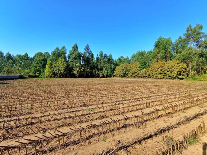 Terreno para Venda em Alfena Foto 3