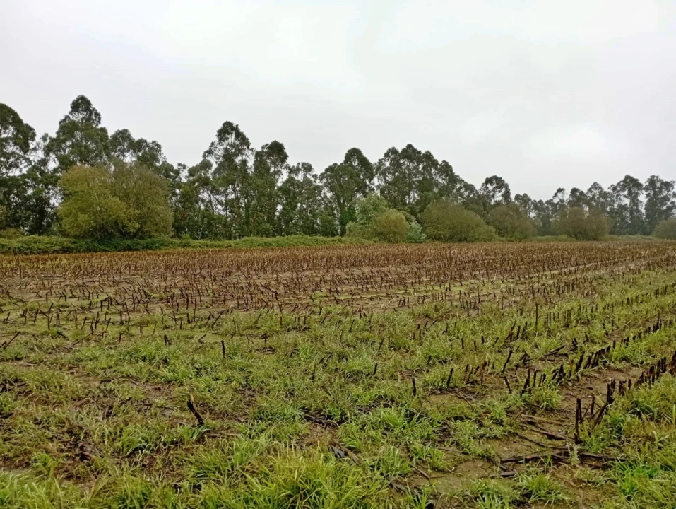Terreno para Venda em Covelas Foto 2
