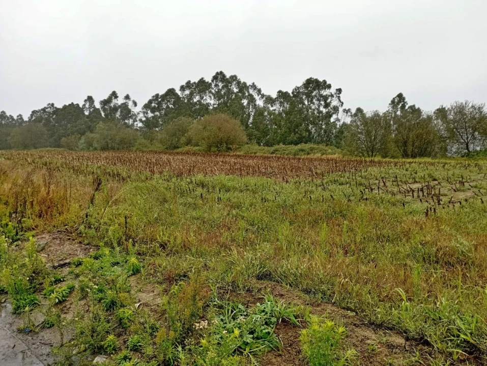 Terreno para Venda em Covelas Foto 3