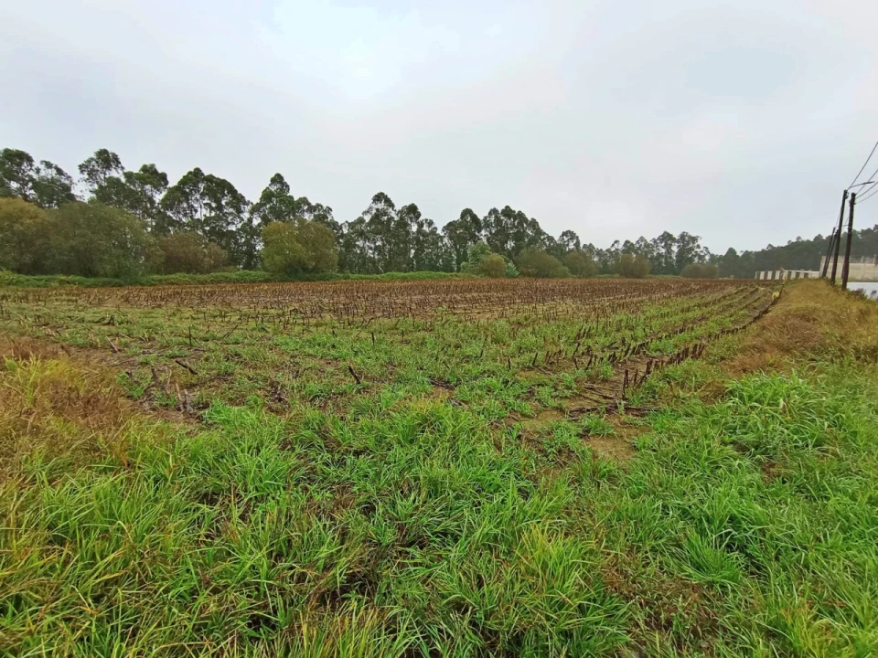 Terreno para Venda em Covelas Foto 4