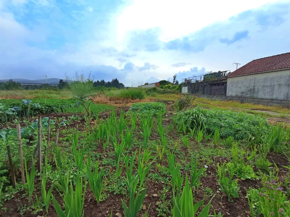 Terreno para Venda em Campo e Sobrado Foto 6