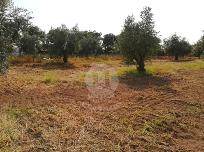 Terreno para Venda em Alagoa Foto 1