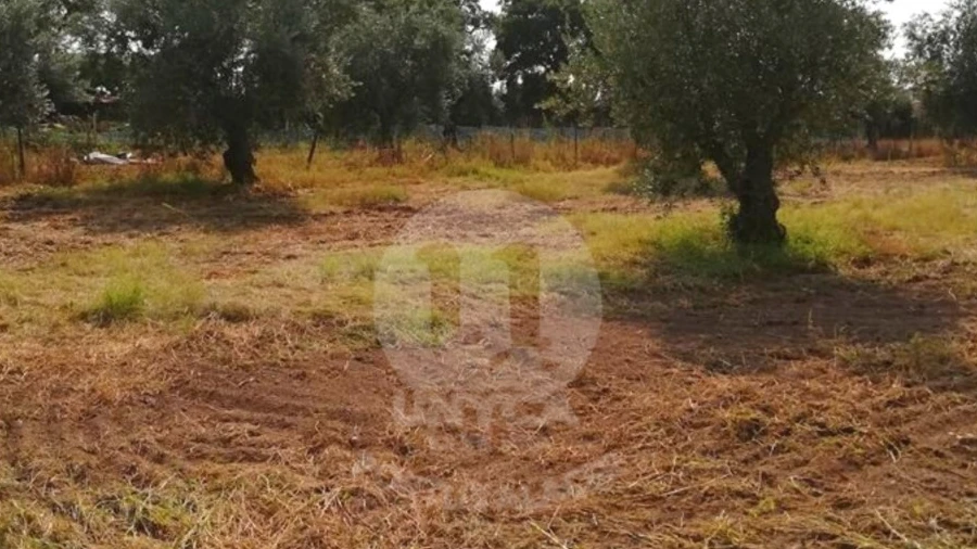 Terreno para Venda em Alagoa