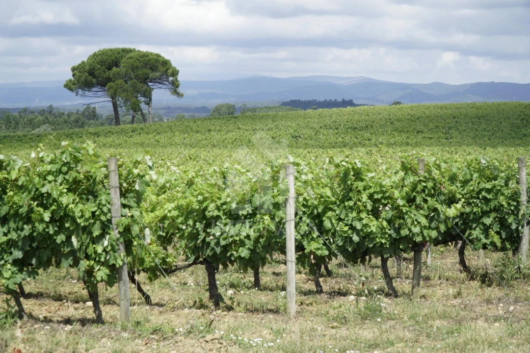 Terreno para Venda em São Lourenço do Bairro Foto 10