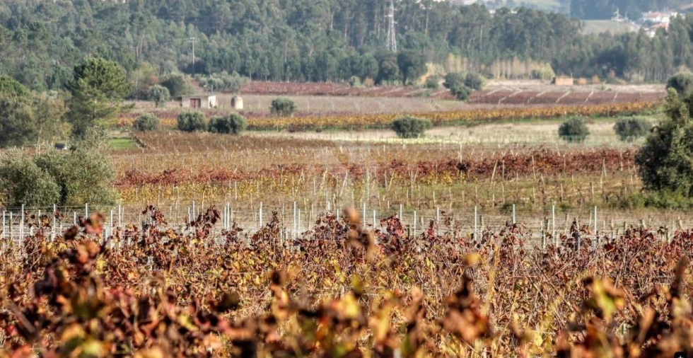 Terreno para Venda em São Lourenço do Bairro Foto 12