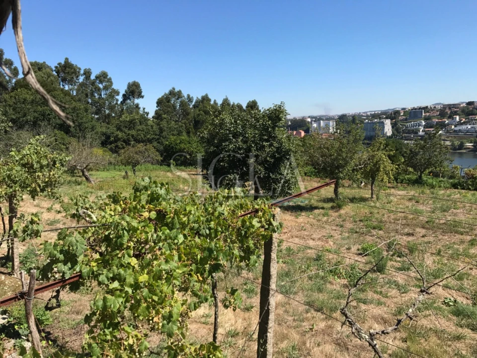 Terreno para Venda em Oliveira do Douro Foto 5