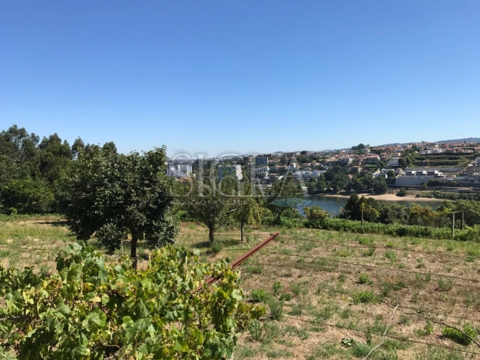 Terreno para Venda em Oliveira do Douro Foto 2