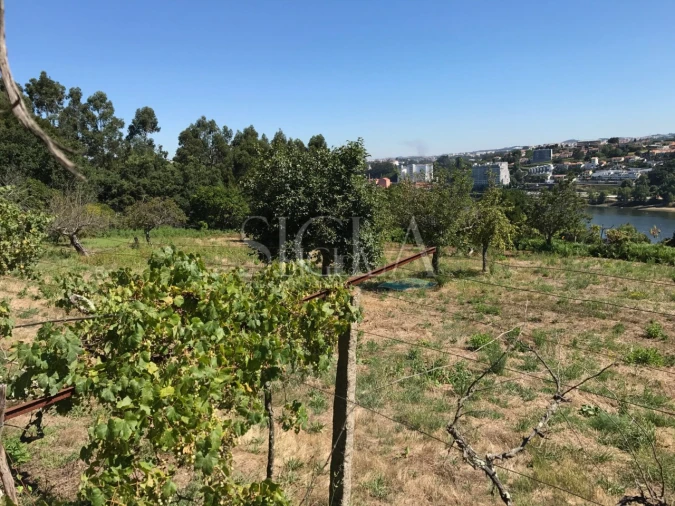 Terreno para Venda em Oliveira do Douro Foto 3