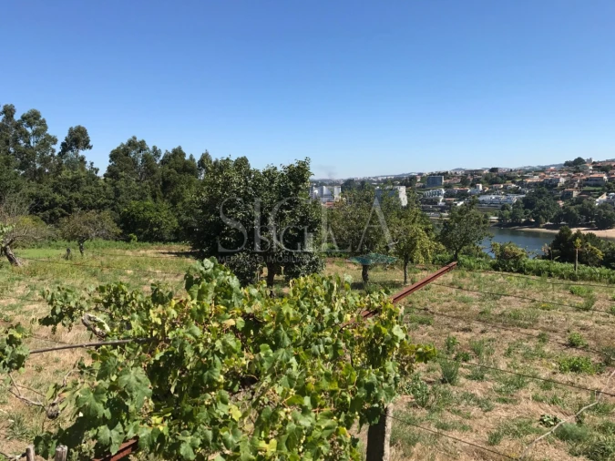 Terreno para Venda em Oliveira do Douro Foto 4