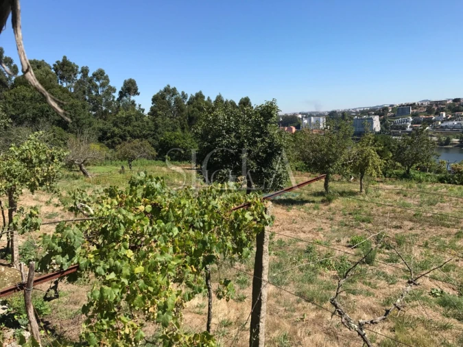 Terreno para Venda em Oliveira do Douro Foto 5