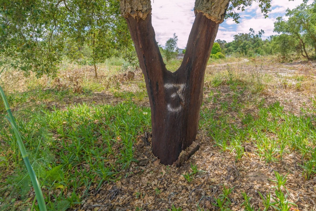Terreno para Venda em Palhais e Coina Foto 13