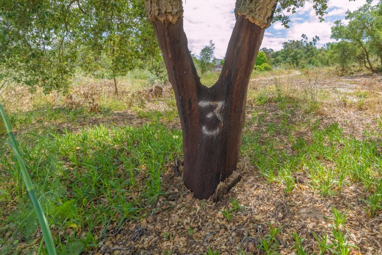 Terreno para Venda em Palhais e Coina Foto 13