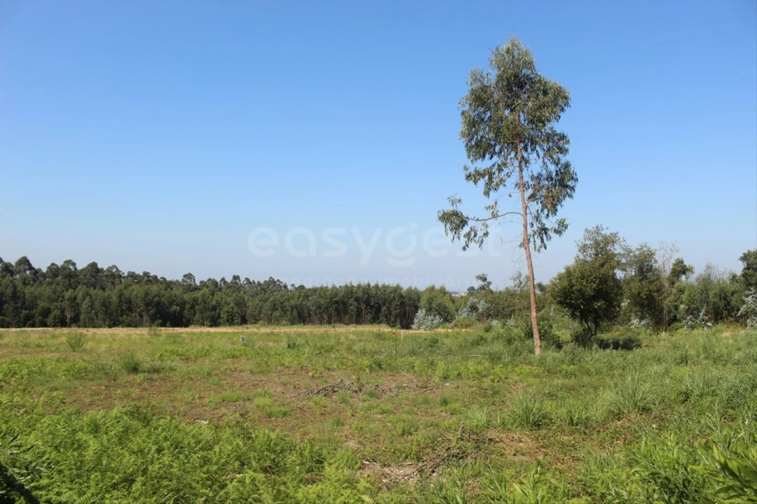 Terreno para Venda em Rio Meão Foto 1