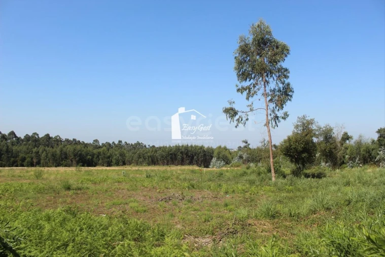 Terreno para Venda em Rio Meão Foto 2