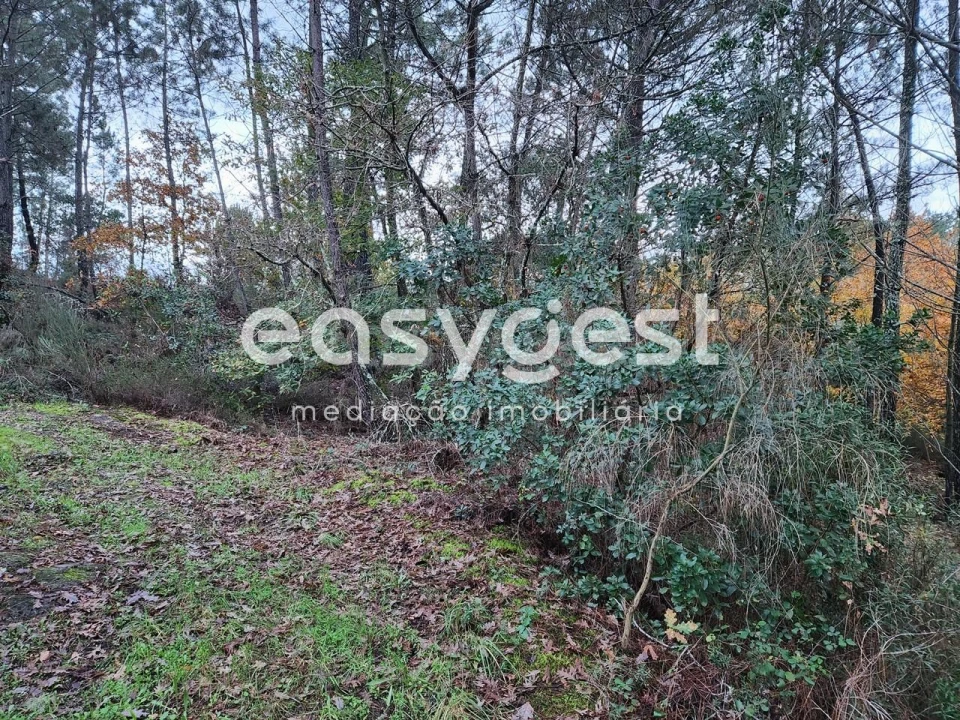 Terreno para Venda em Tabua Foto 9