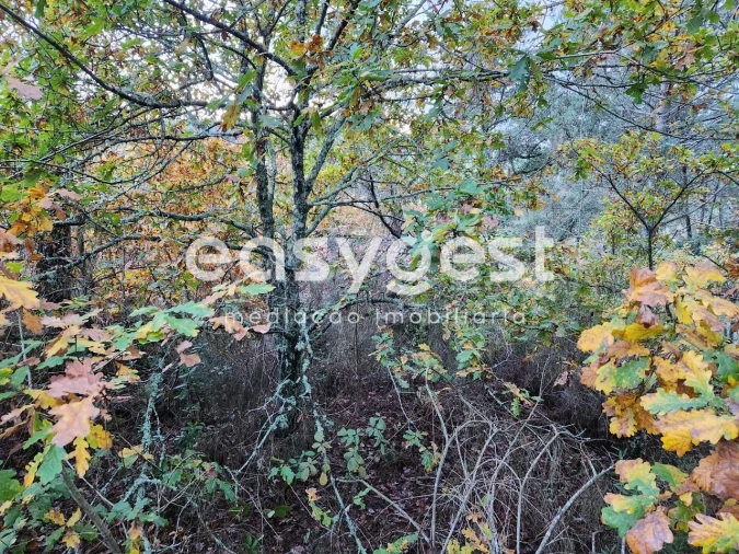 Terreno para Venda em Tabua Foto 5