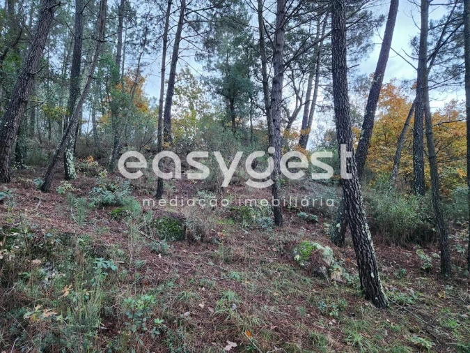 Terreno para Venda em Tabua Foto 6