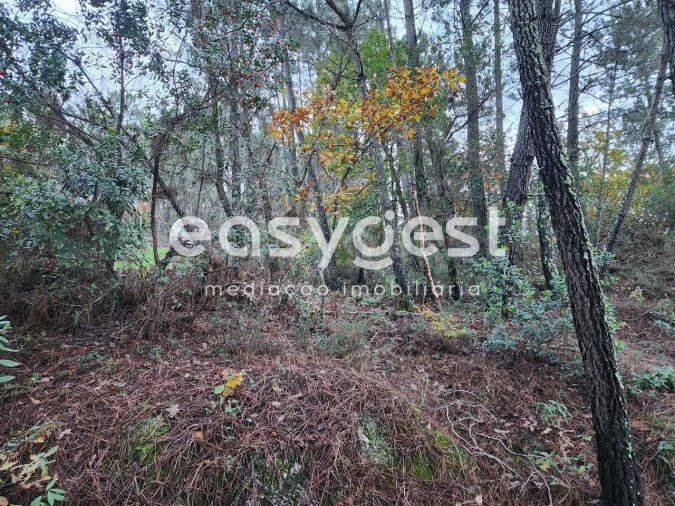 Terreno para Venda em Tabua Foto 7