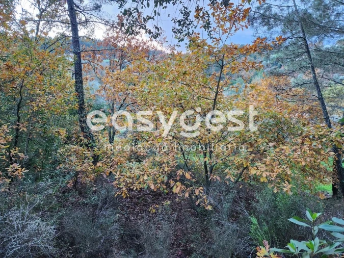 Terreno para Venda em Tabua Foto 10