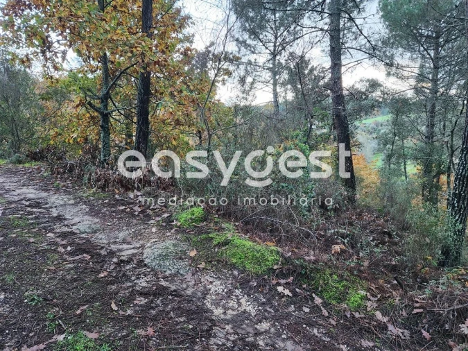 Terreno para Venda em Tabua Foto 11