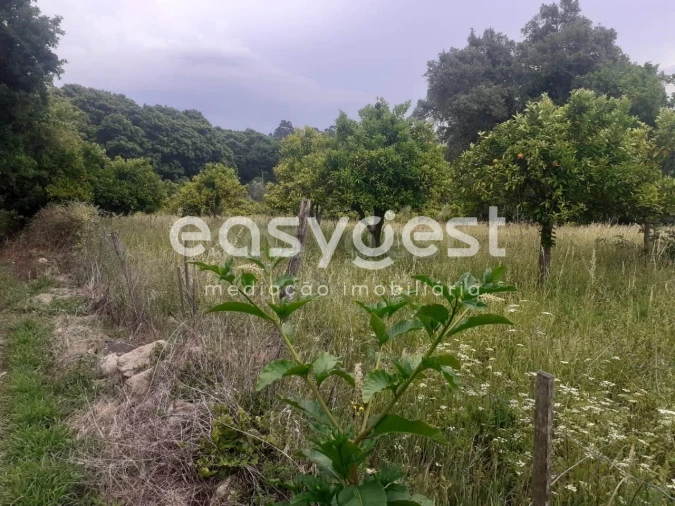 Terreno para Venda em Castelões