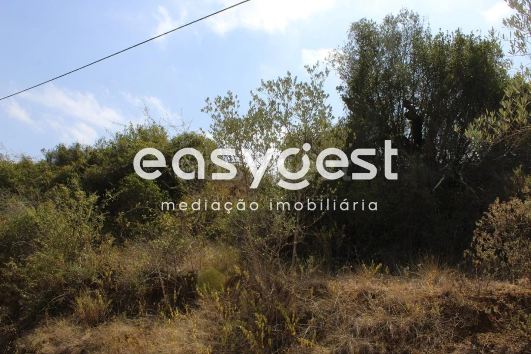 Terreno para Venda em Madalena e Beselga Foto 10