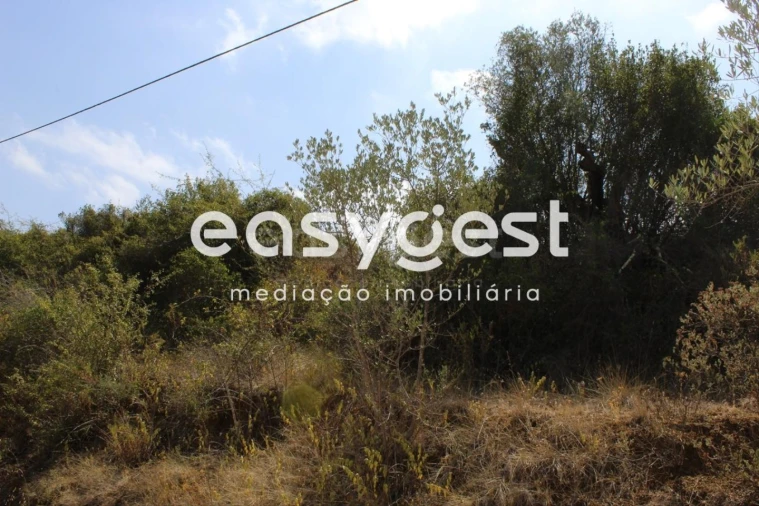 Terreno para Venda em Madalena e Beselga Foto 10