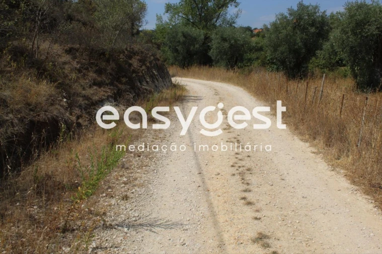 Terreno para Venda em Madalena e Beselga Foto 13