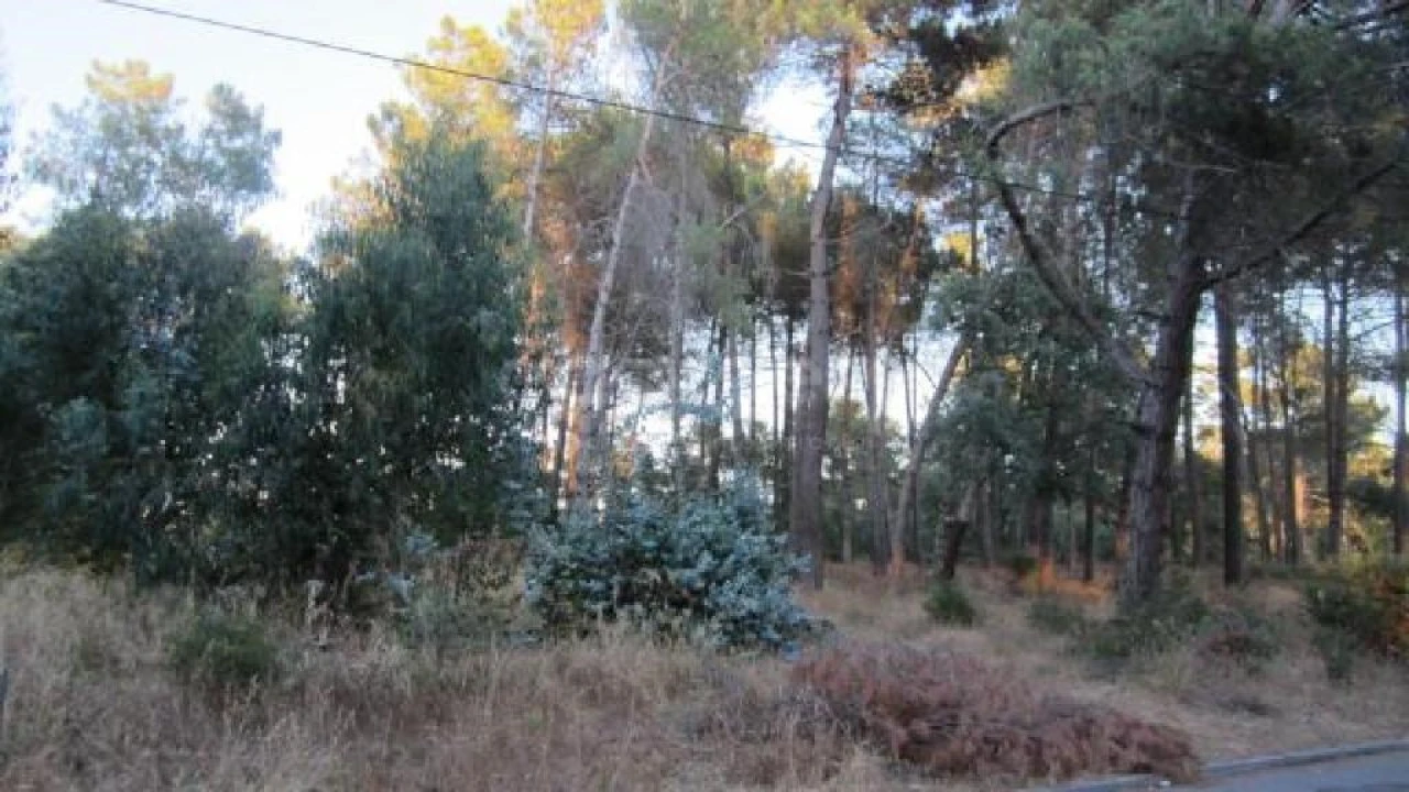 Terreno para Venda em Azeitão (São Lourenço e São Simão) Foto 2