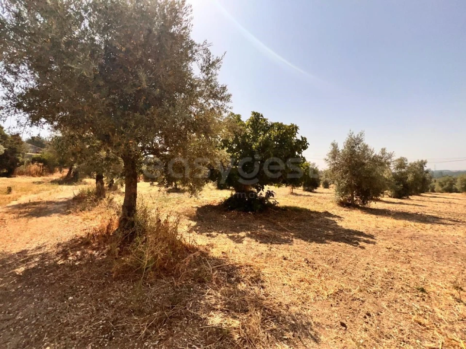 Terreno para Venda em Olaia e Paço Foto 2