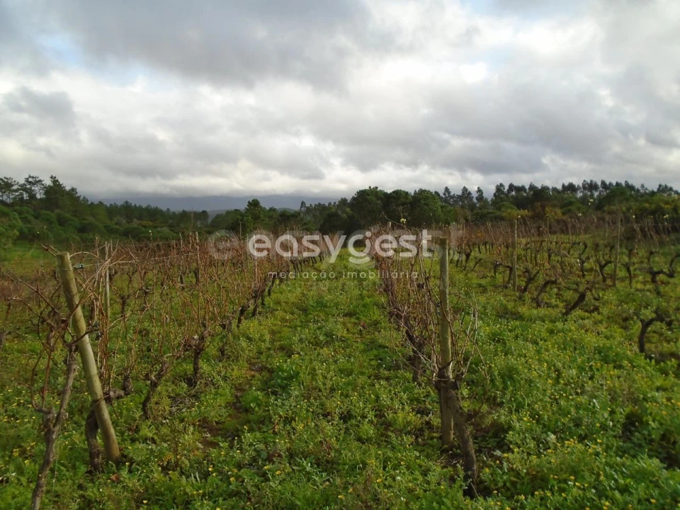 Terreno para Venda em Coz, Alpedriz e Montes Foto 2