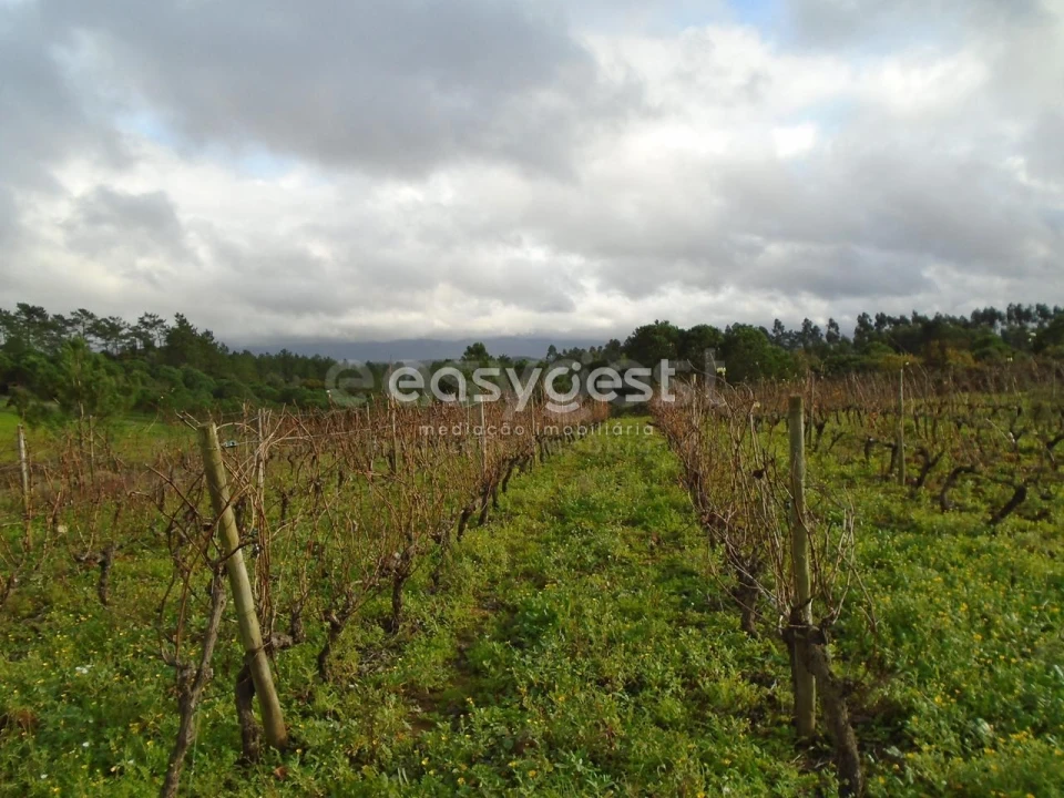 Terreno para Venda em Coz, Alpedriz e Montes Foto 3