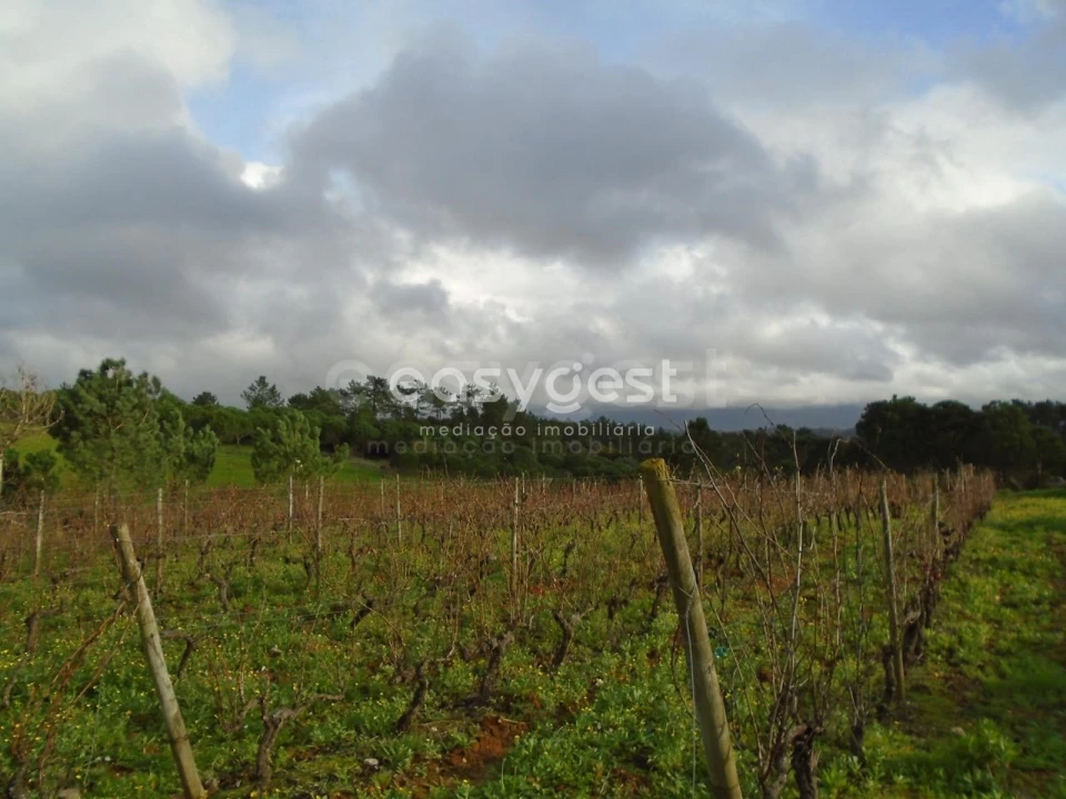 Terreno para Venda em Coz, Alpedriz e Montes Foto 5