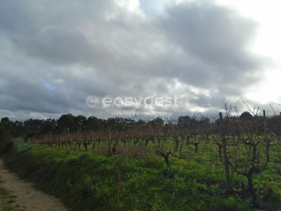 Terreno para Venda em Coz, Alpedriz e Montes Foto 8