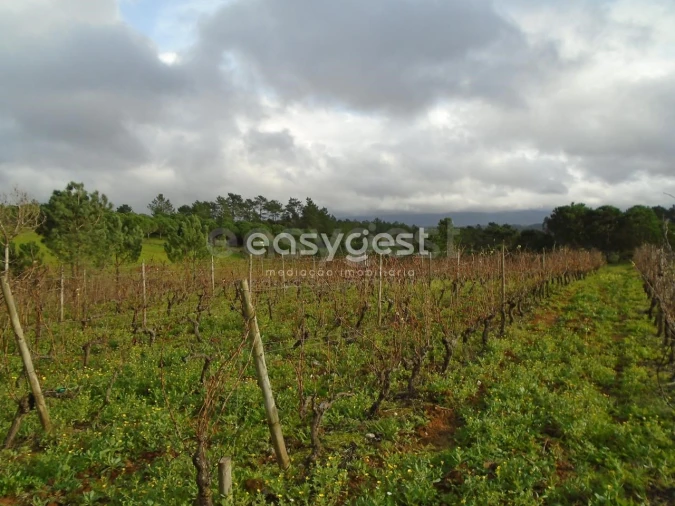 Terreno para Venda em Coz, Alpedriz e Montes Foto 1