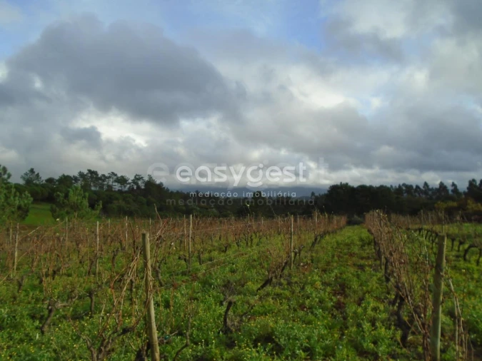 Terreno para Venda em Coz, Alpedriz e Montes Foto 4