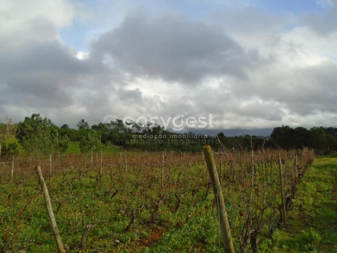 Terreno para Venda em Coz, Alpedriz e Montes Foto 5
