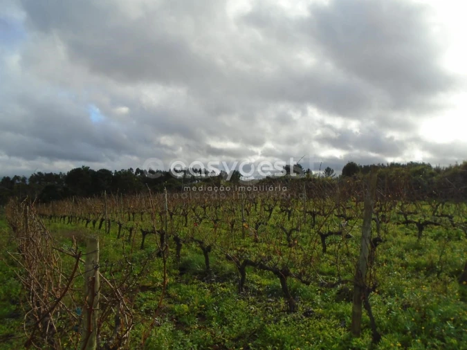 Terreno para Venda em Coz, Alpedriz e Montes Foto 6