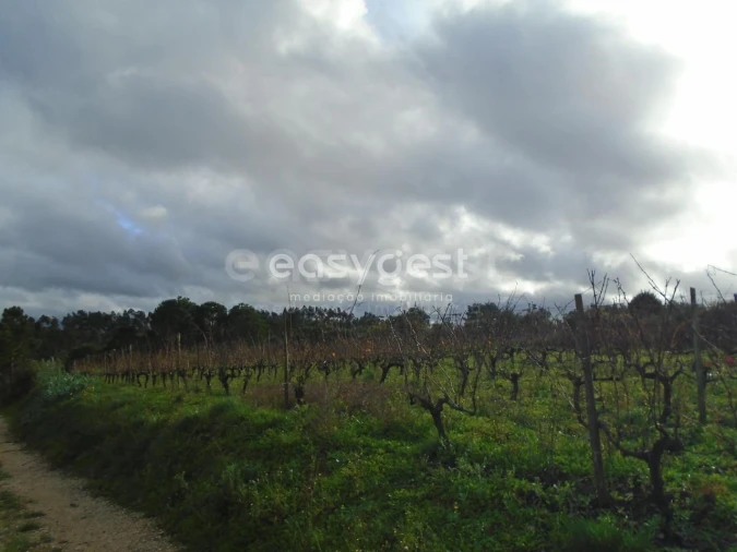 Terreno para Venda em Coz, Alpedriz e Montes Foto 8