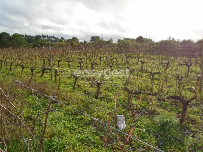 Terreno para Venda em Coz, Alpedriz e Montes Foto 10